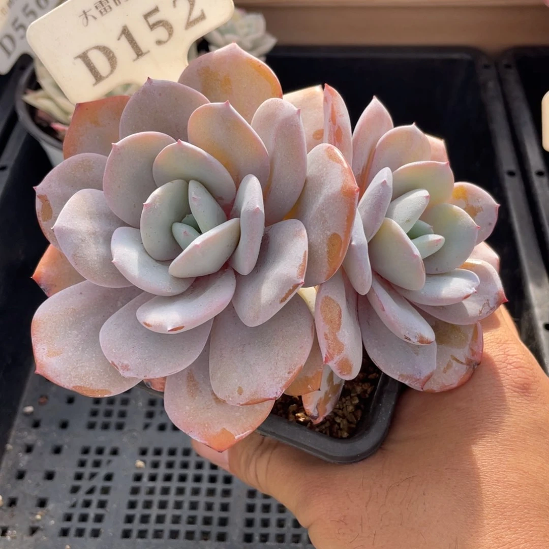 152奶茶不带盆13厘米