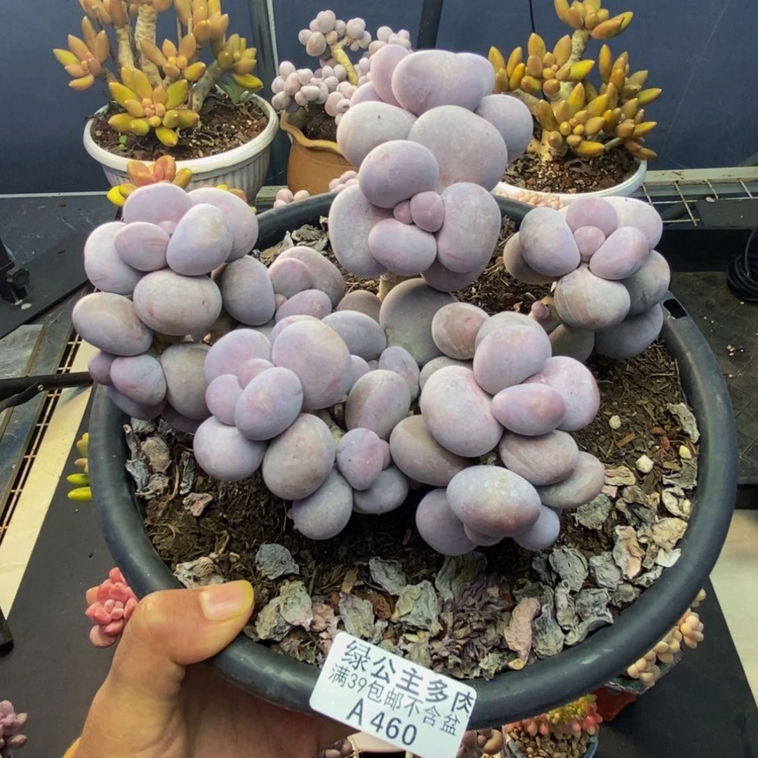 460芭比奶多肉15c m