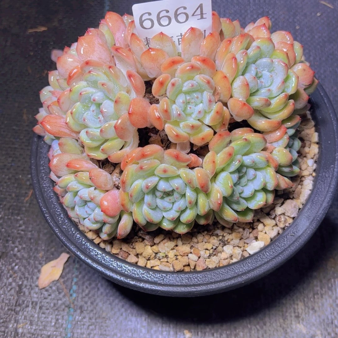 哈***好雪爪6664多肉植物