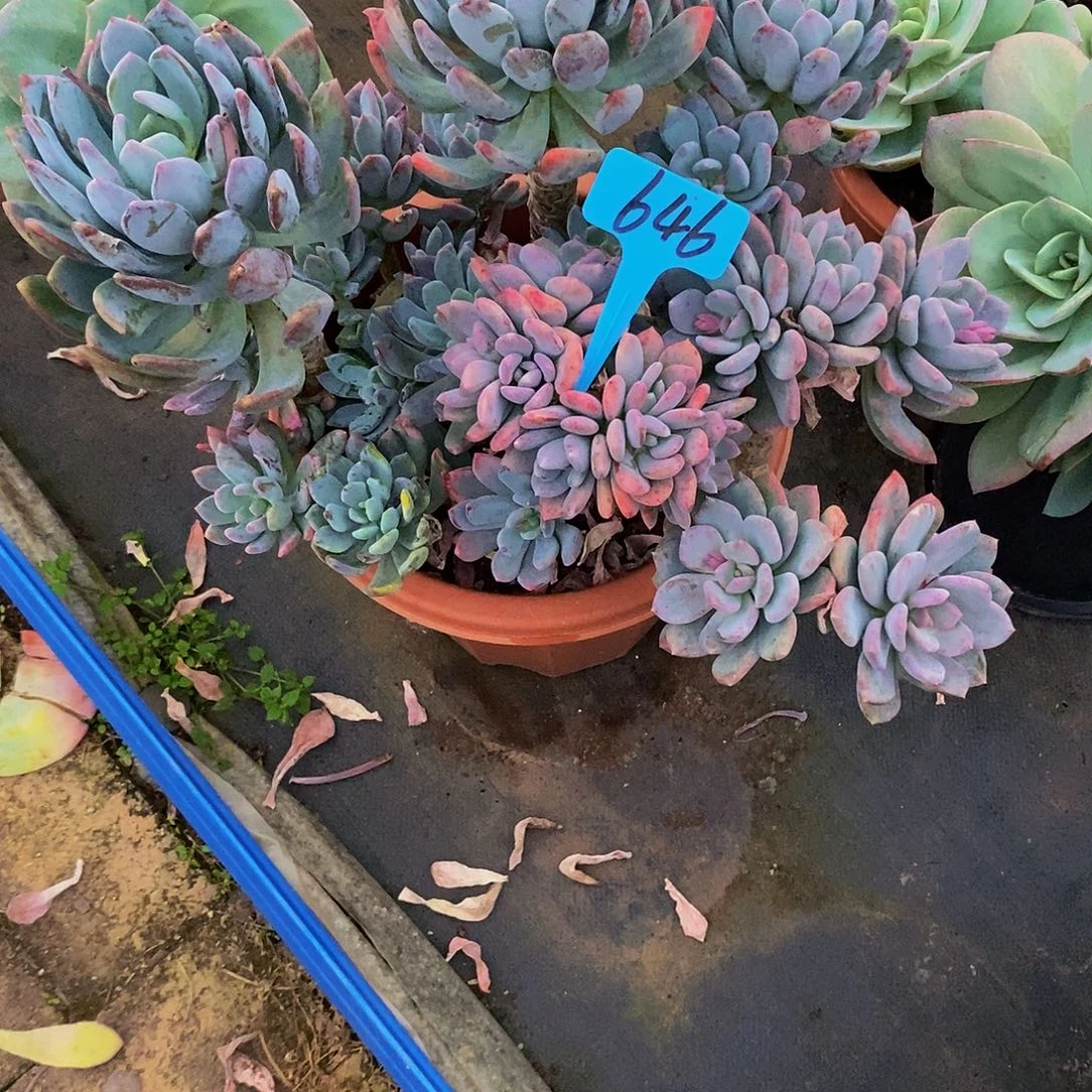 海***蓝灰姑娘646。