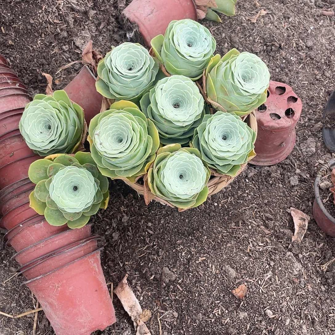 山地玫瑰9颗粉单头量拍不售后