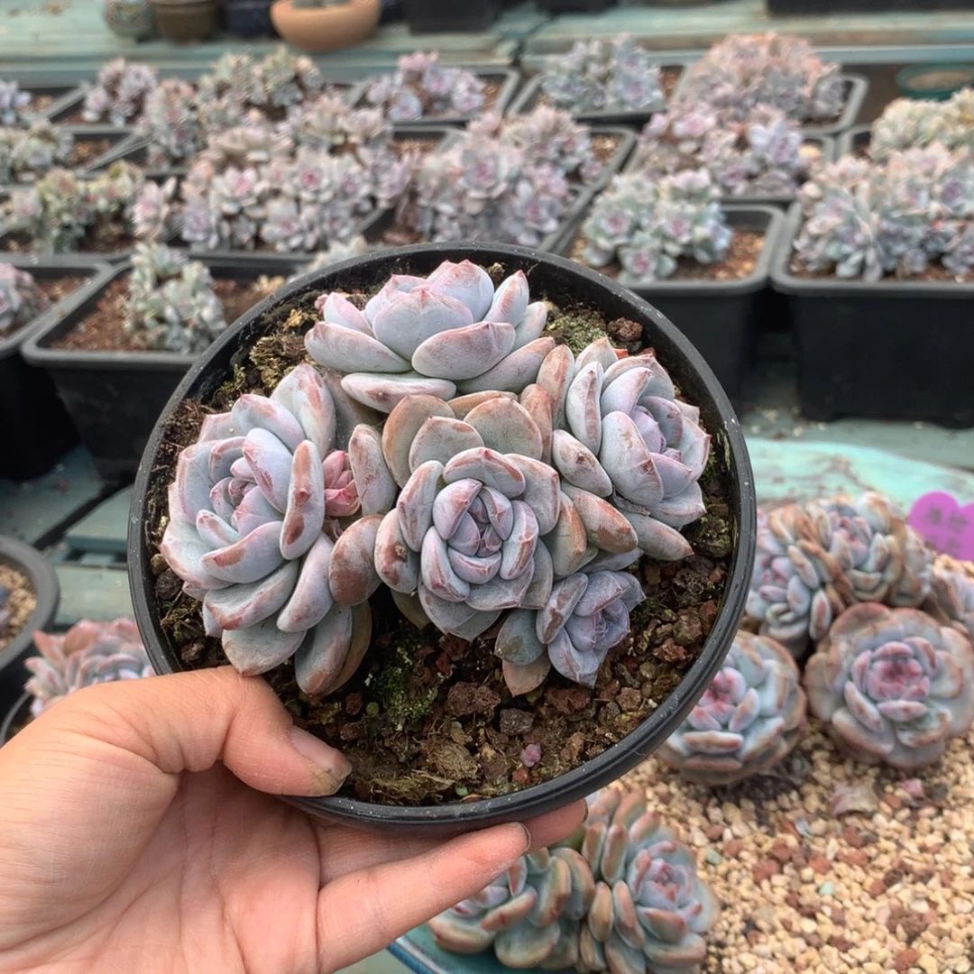 无花朵哈哈哈哈哈哈哈无砍9