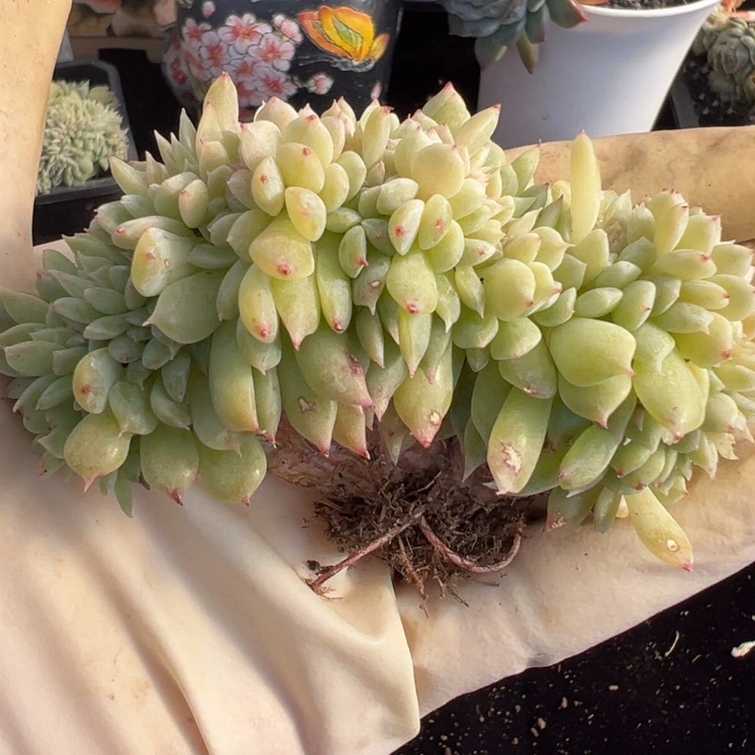 新年快乐 新年快乐