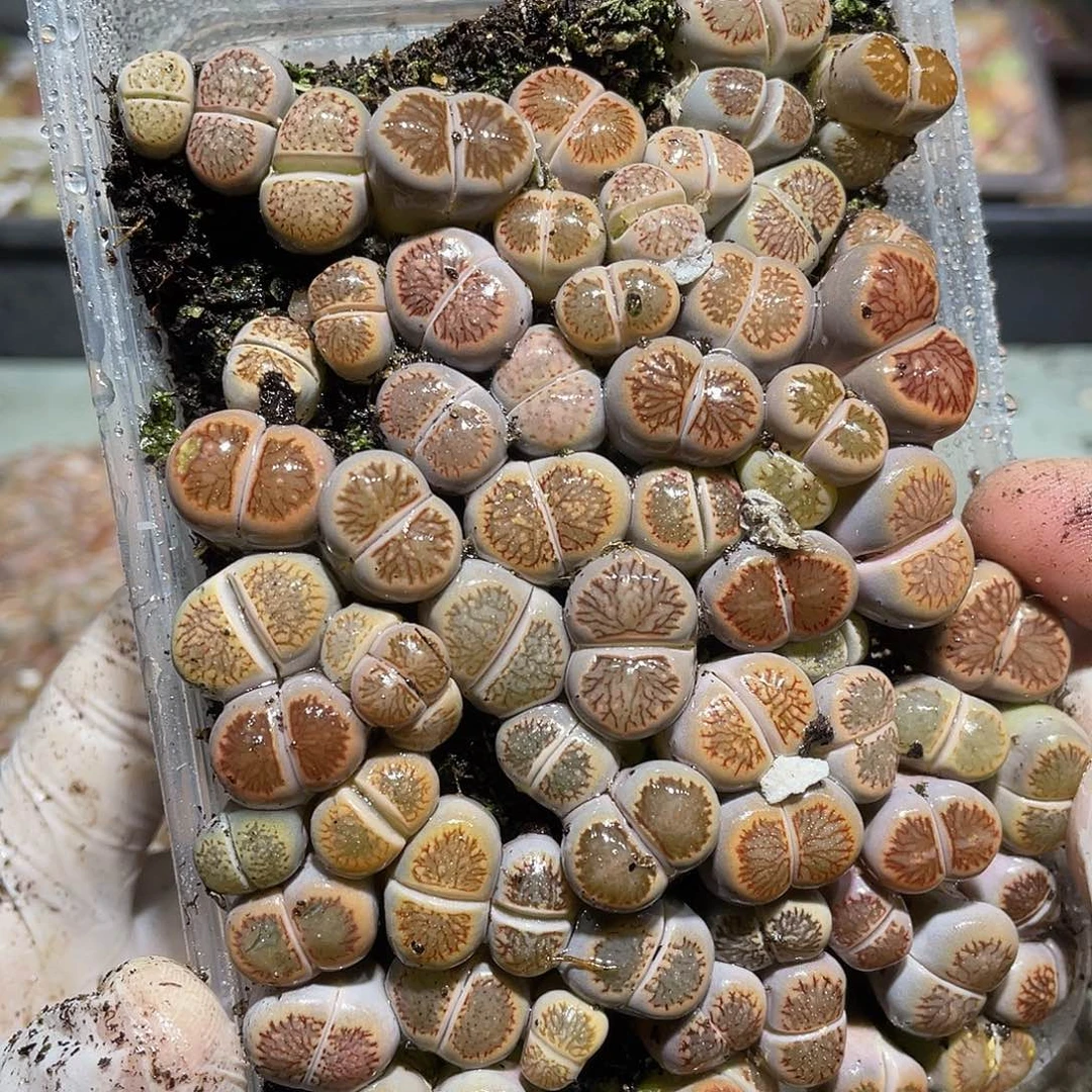 955当天凑满十八元包邮生石花