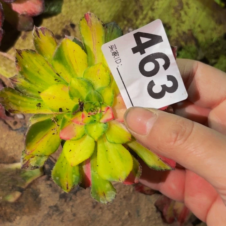 463知否多肉植物不售后