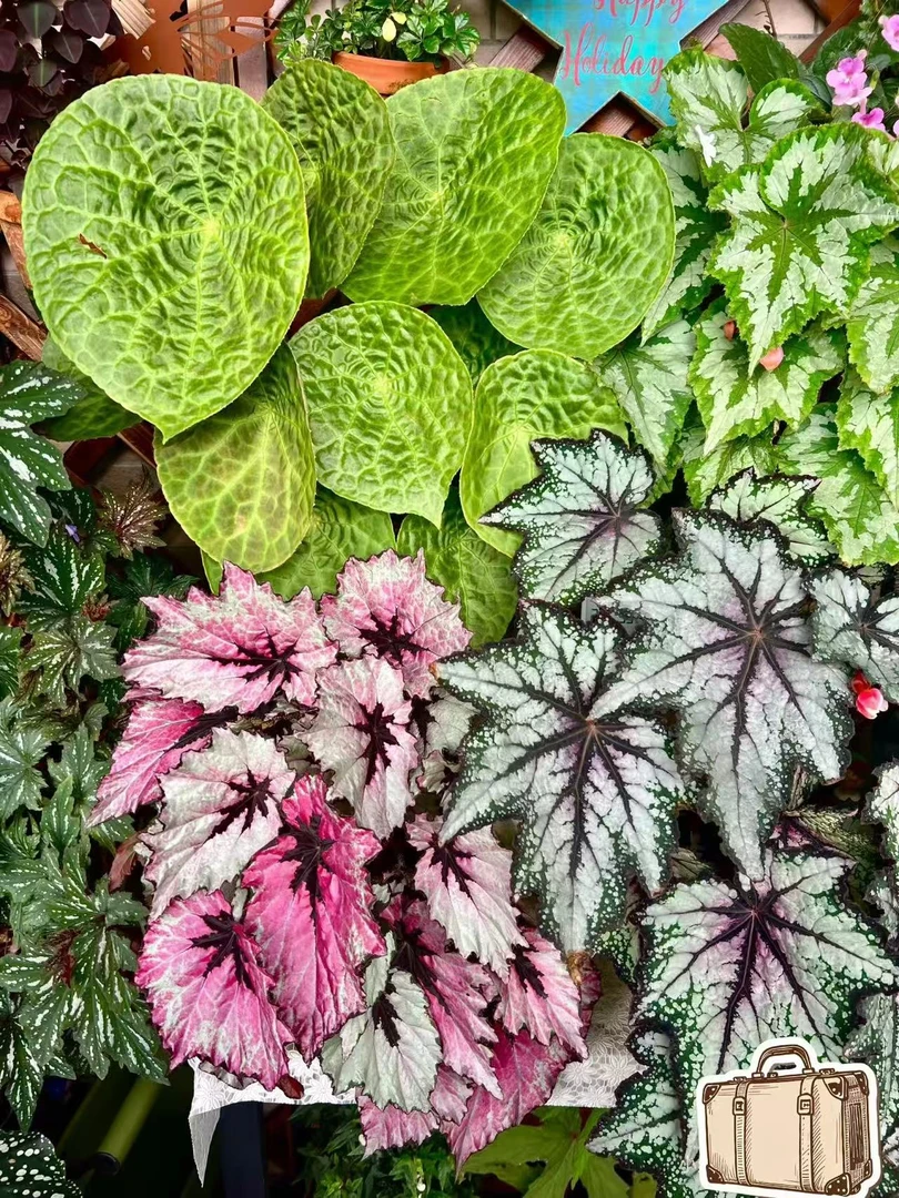 【直播专用，单拍单发】单颗包邮 一物一拍 不包叶损 介意慎拍