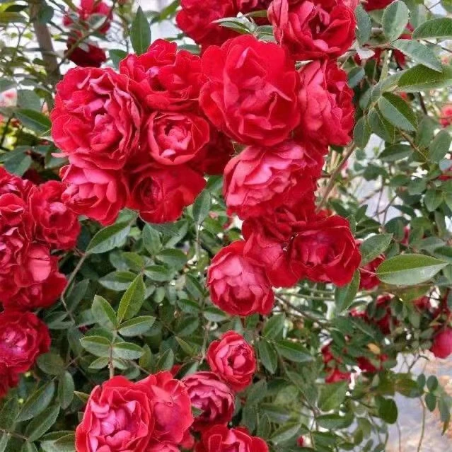 红木香爬藤月季花苗阳台庭院植物多季节开花盆栽地栽花卉拱门花墙