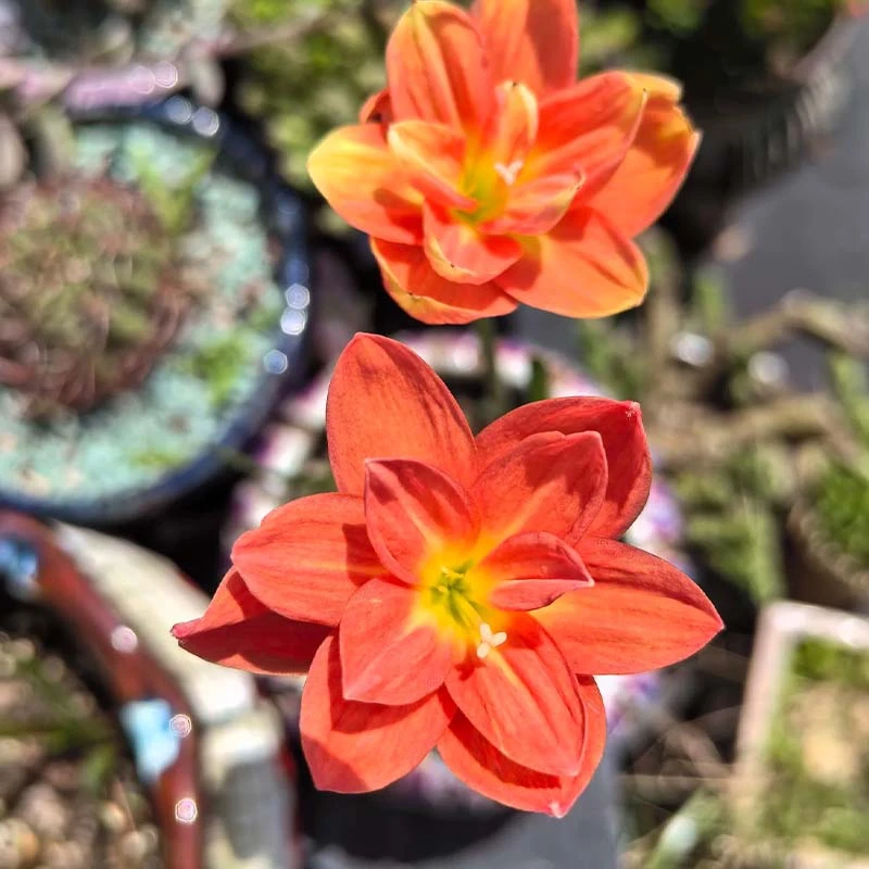 拉风重瓣风雨兰种球室内外花卉大全易种活耐高温四季种植韭兰石蒜