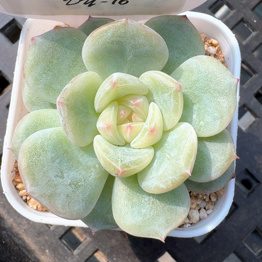 0628-016-芳草一单头