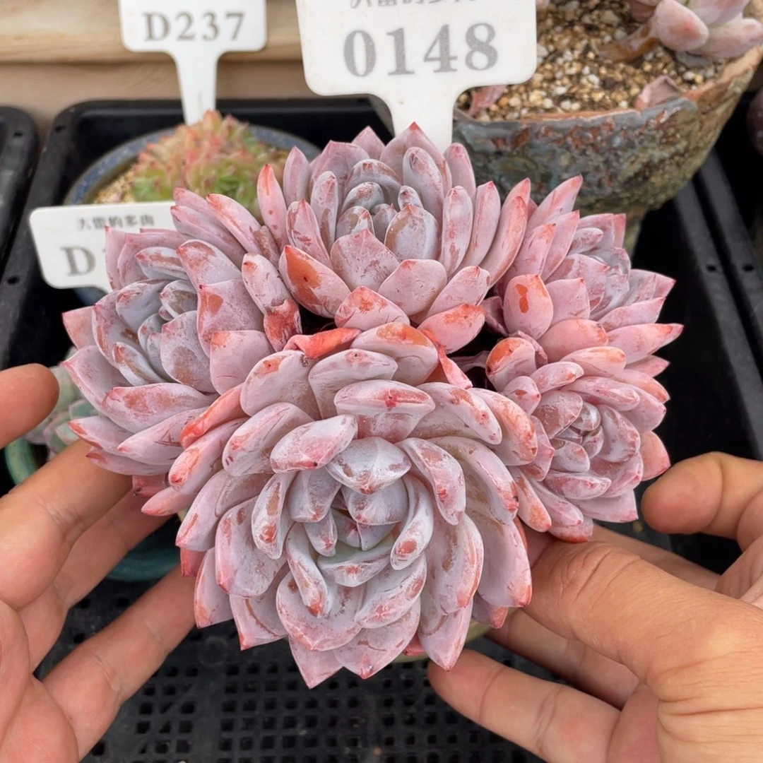 0148橙子不带盆15厘米