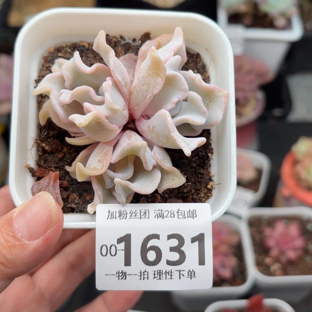 芭蕾舞者多肉多肉多