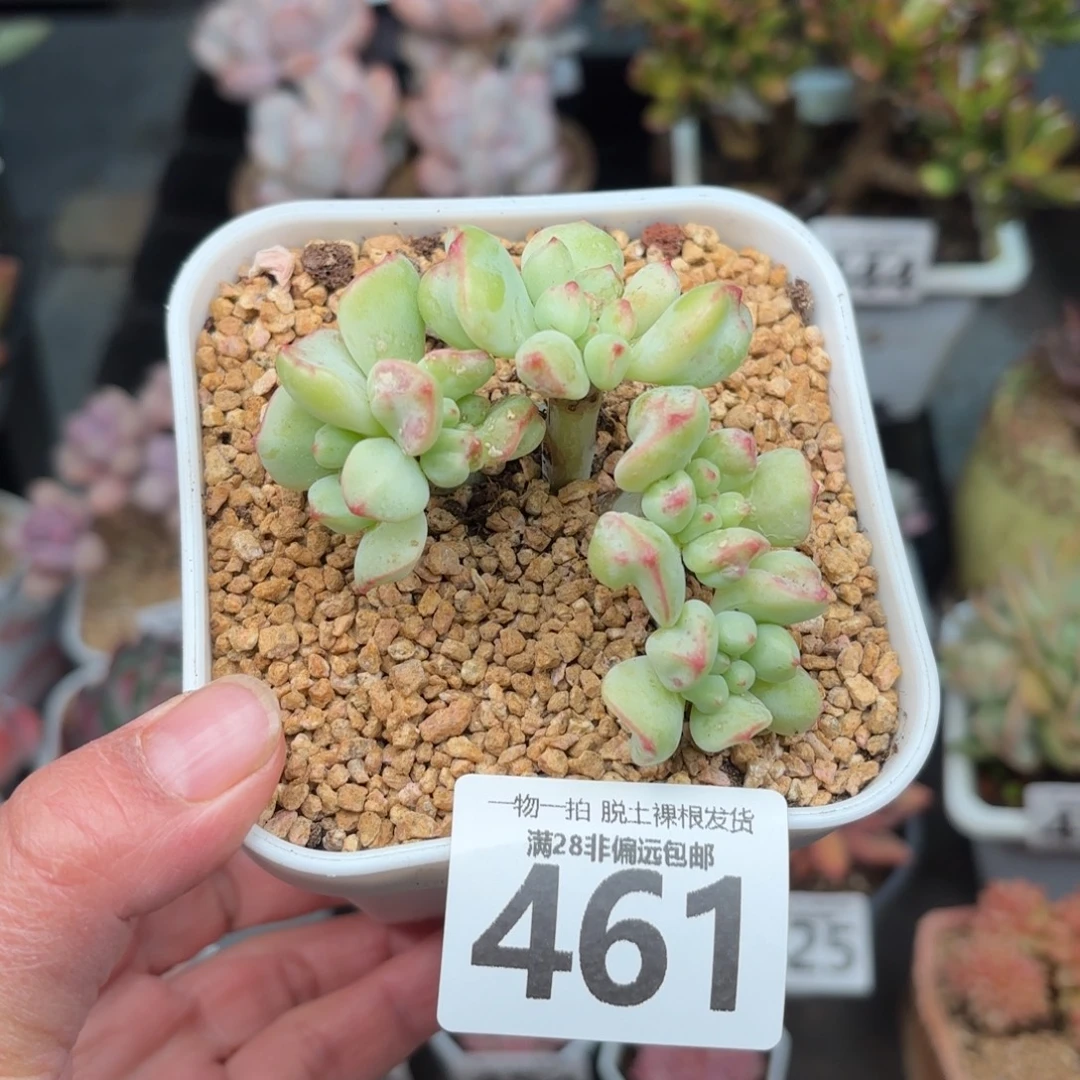 香草奶无盆土发货