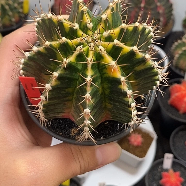 泰系全品米哈—带盆土发货31