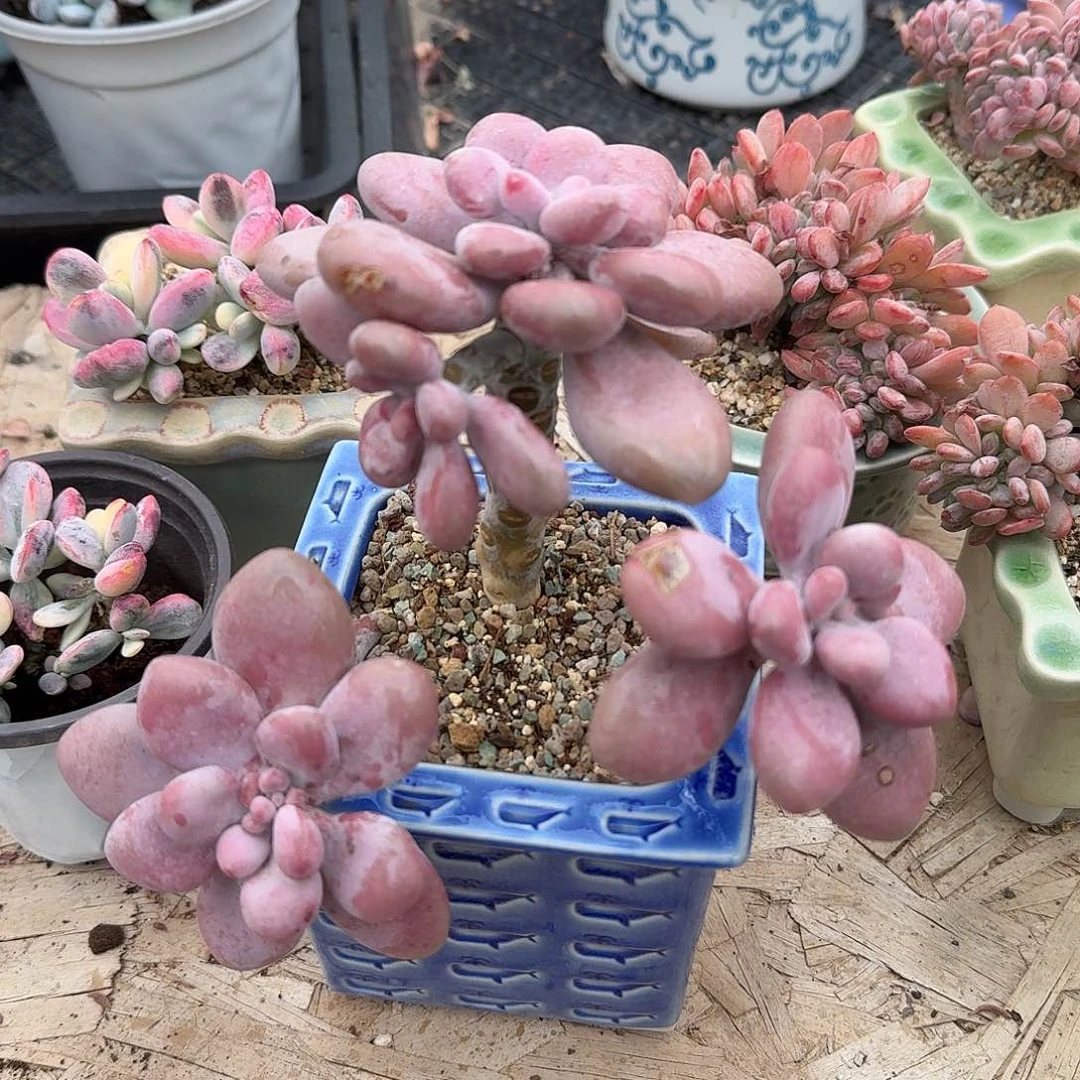 不带盆大号桃蛋多肉植物