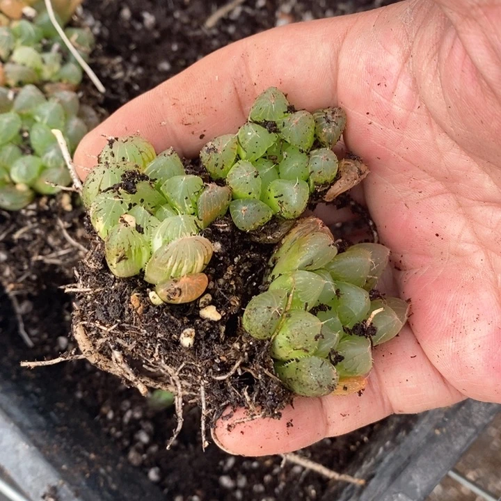 有*傻1430。 福利。