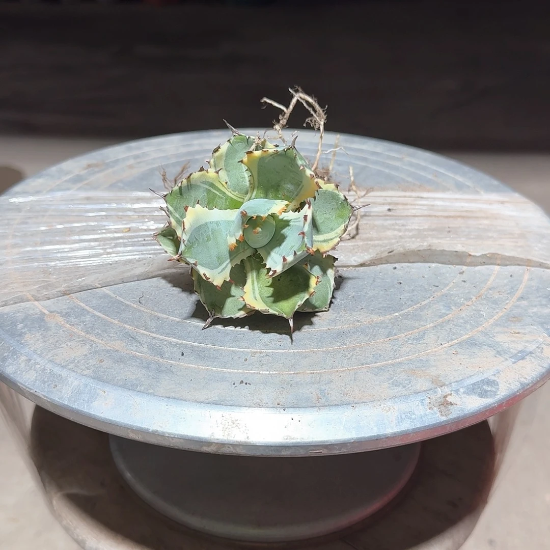 连刺甲蟹锦龙舌兰