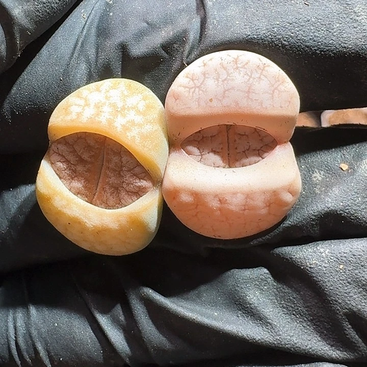 生石花1111111。    383