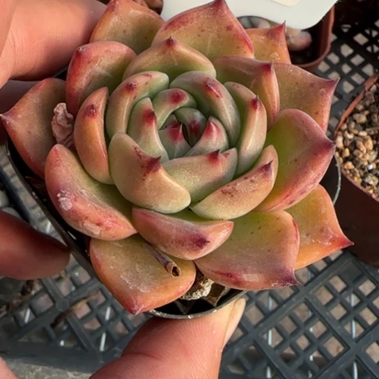 121白龙 一物一拍多肉