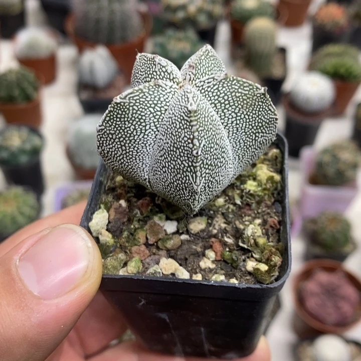 实生五角恩塚特价