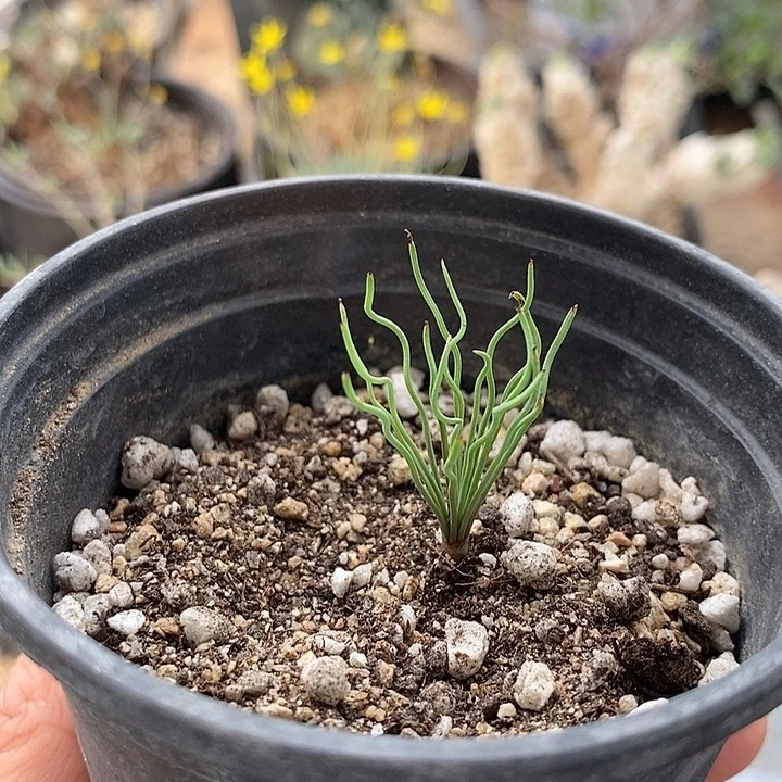 816方便面弹簧草一一带盆一一一一