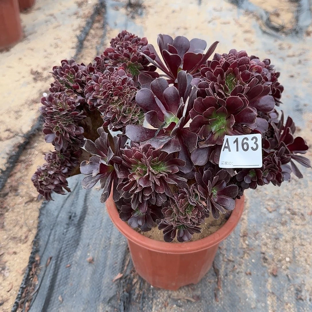 163欧紫朵朵一颗呀呀