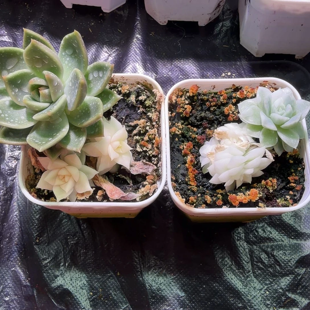 长***安专拍锦植物一物一拍