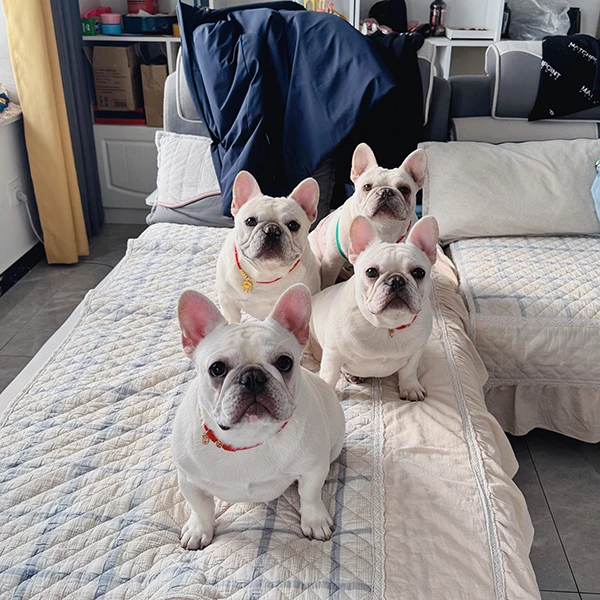 （宝儿姐+钱多多）伙伴宠物法斗犬舍活体高级宠物狗狗小短腿