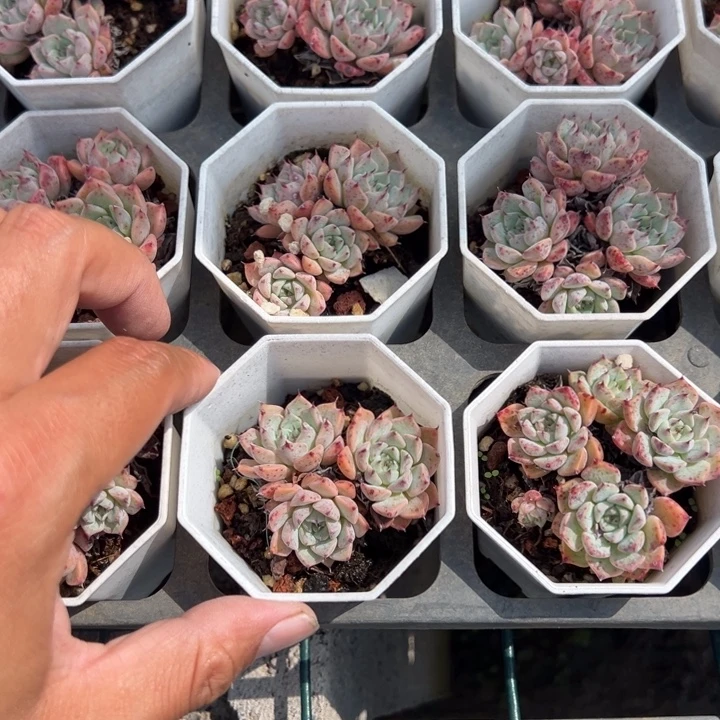 白沙罗姬牡丹群一盆量拍多肉满20元包邮满26送一颗
