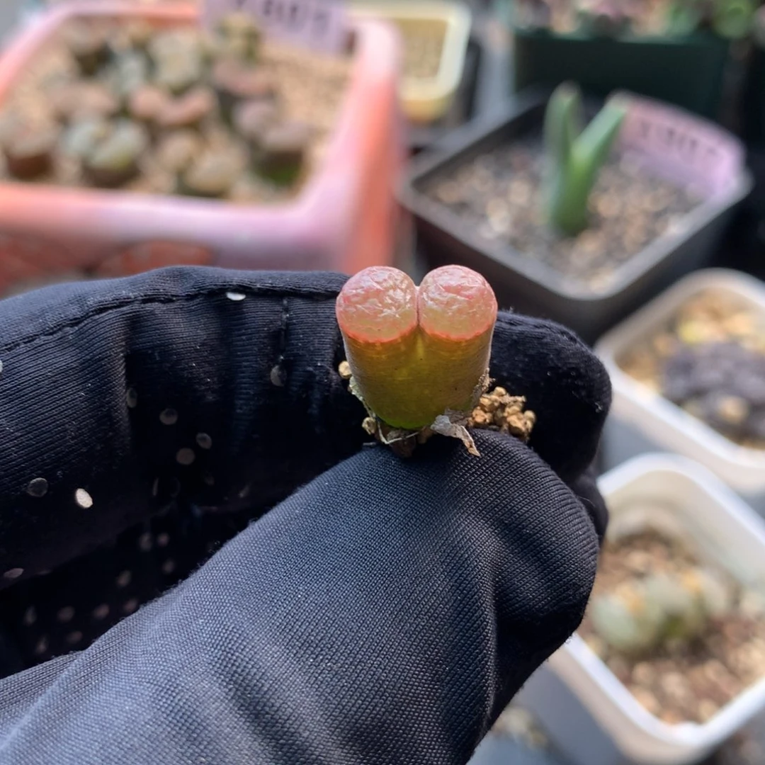 969磁铁风铃一颗