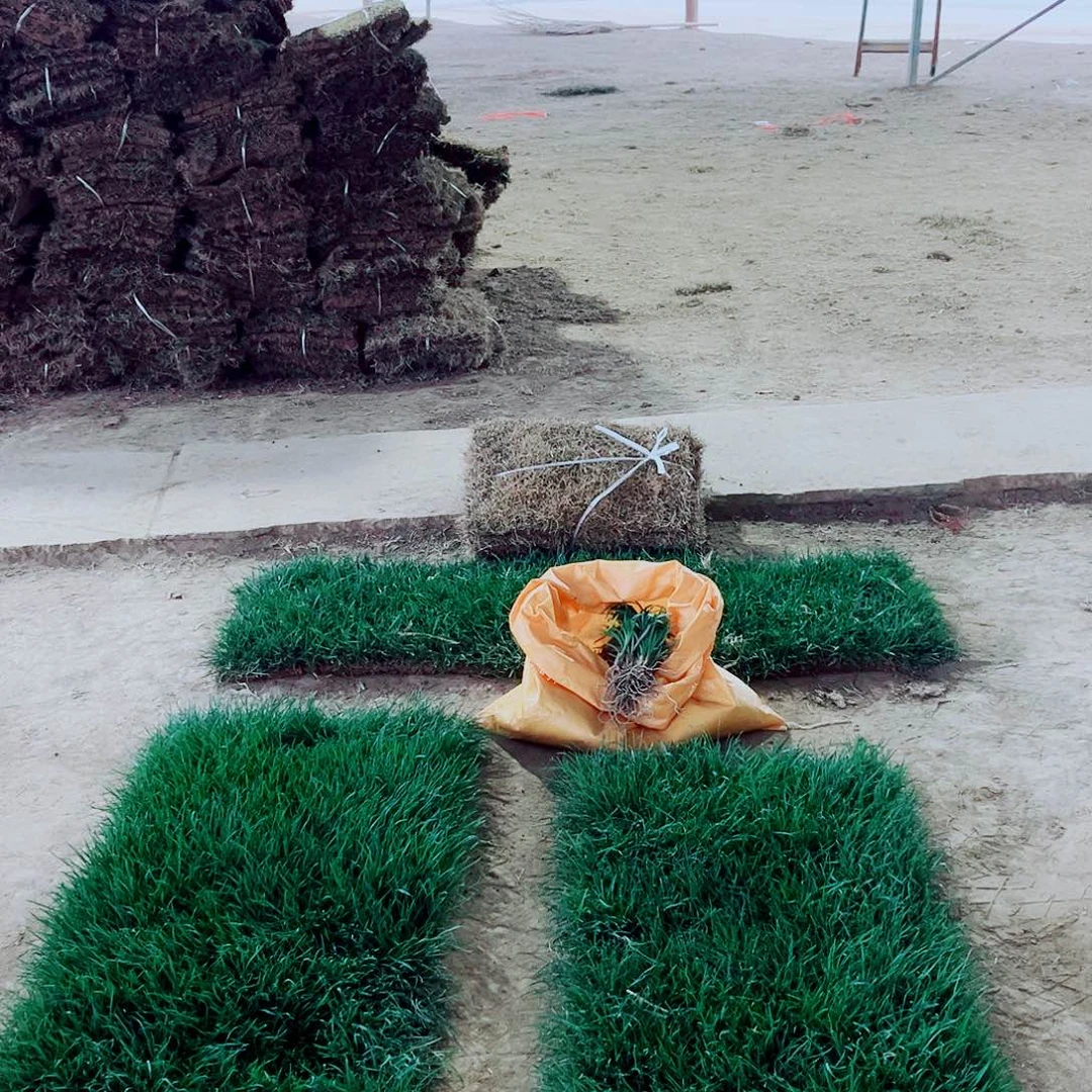 W***…无花朵混播果岭草包邮价格，。。。