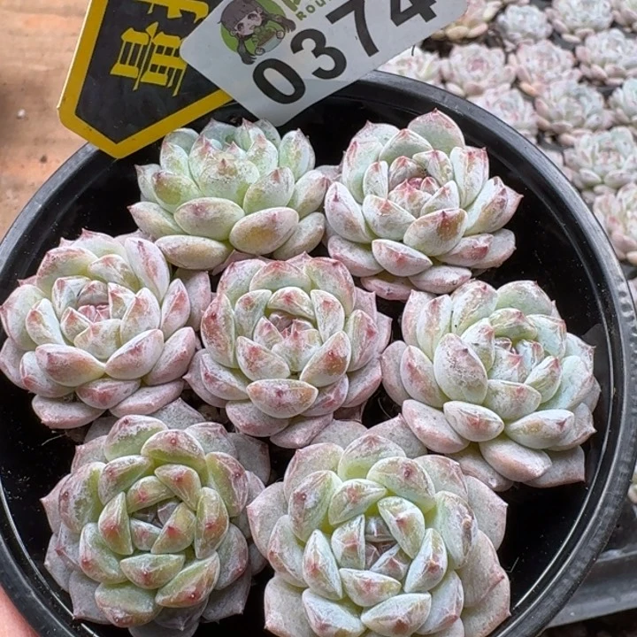 当前无花朵，栽培后可花朵多肉植物多肉植物