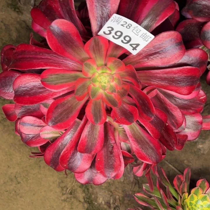 3994美杜莎多肉植物