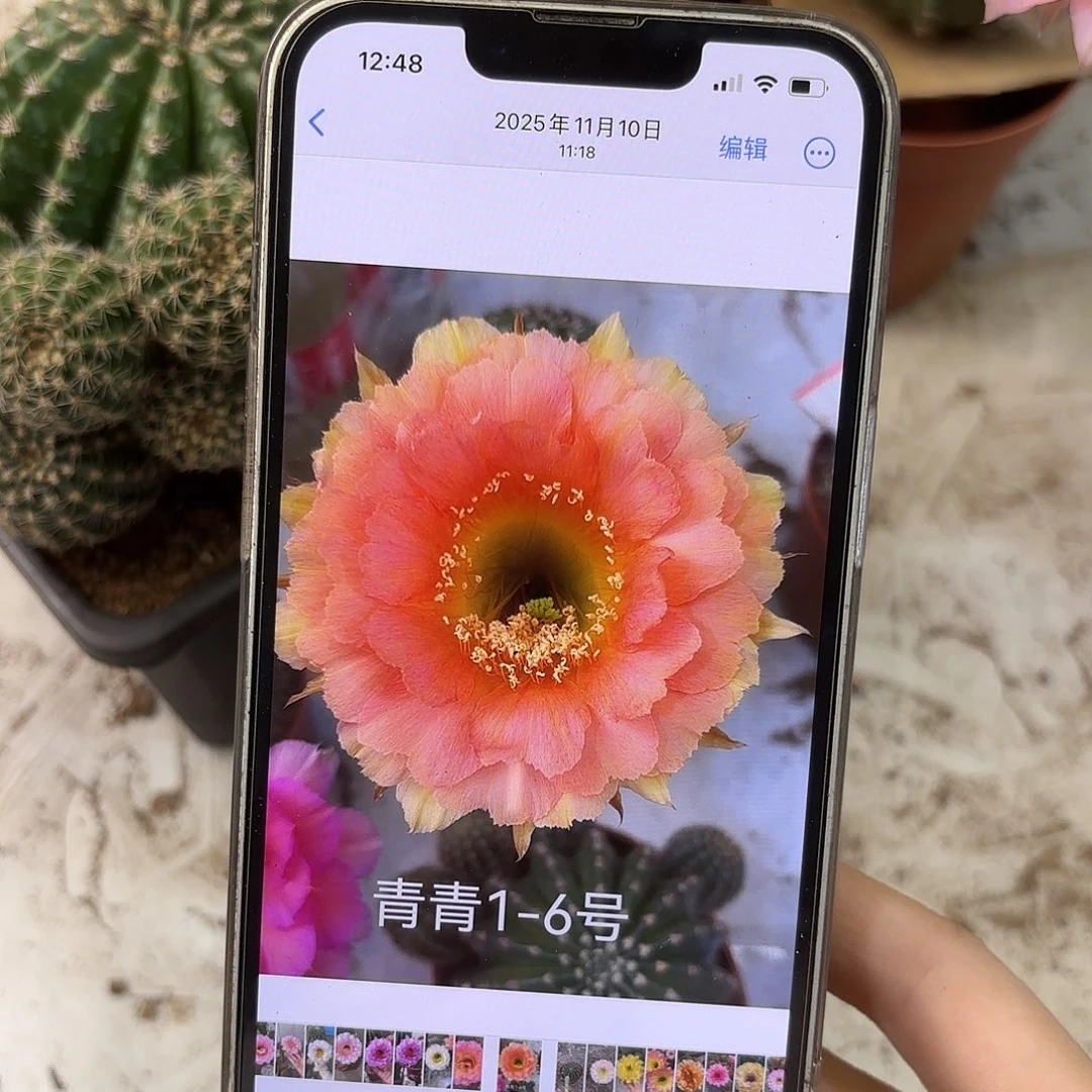 彩草1-6号连崽10公分左右