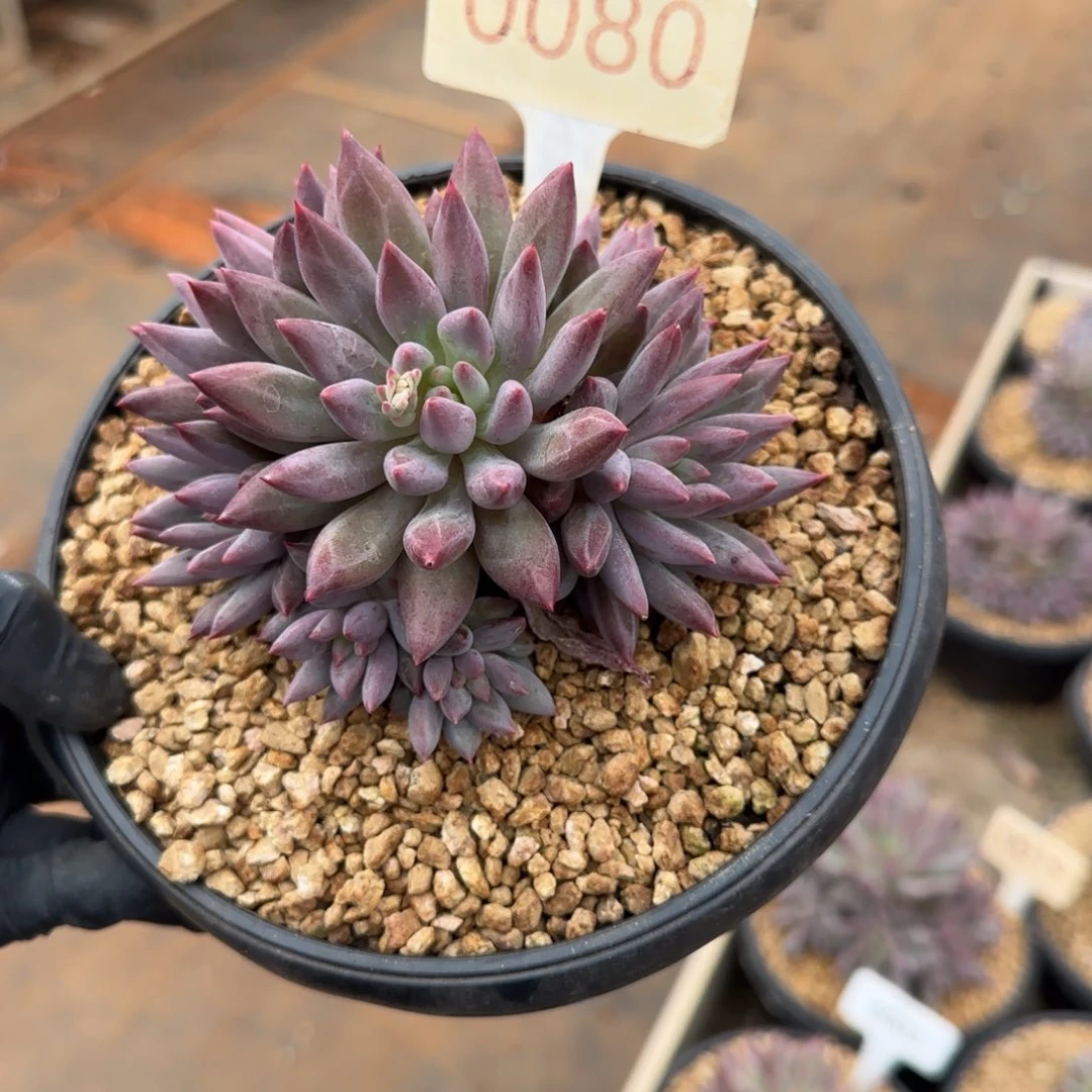 平***淡0080。    车厘子手捧