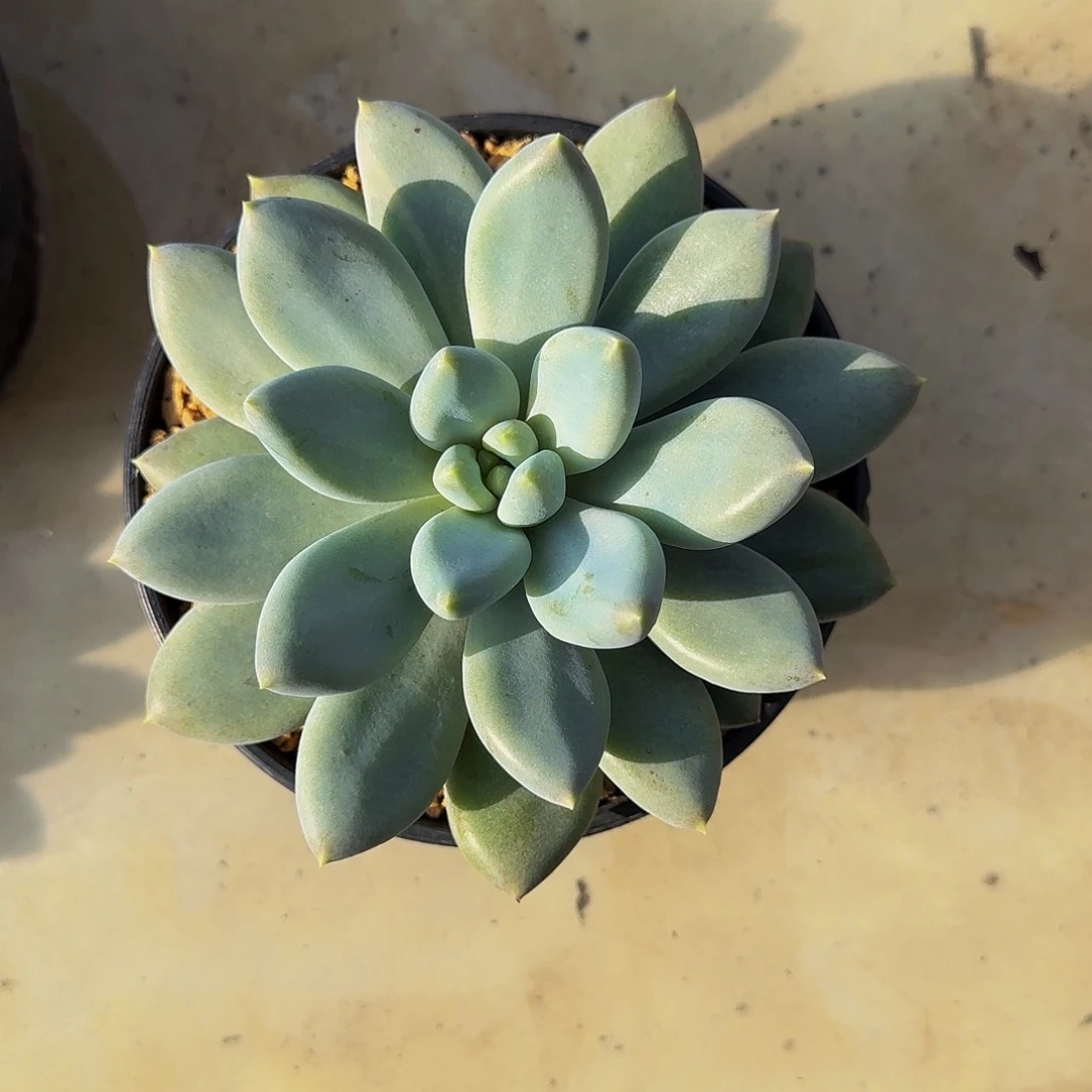 黄胖体 哥特 单头 一物一拍