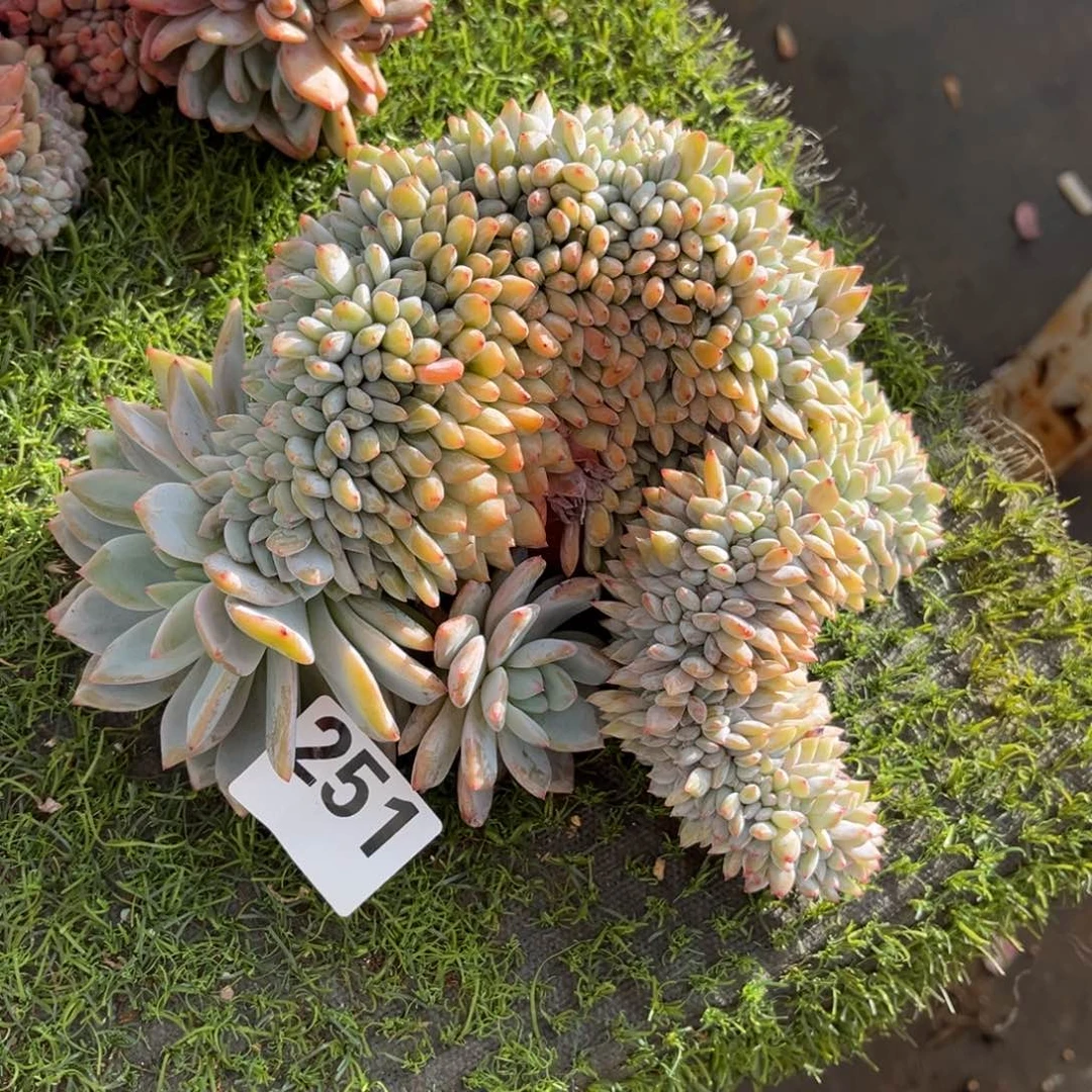 251号新疆西藏内蒙不包邮