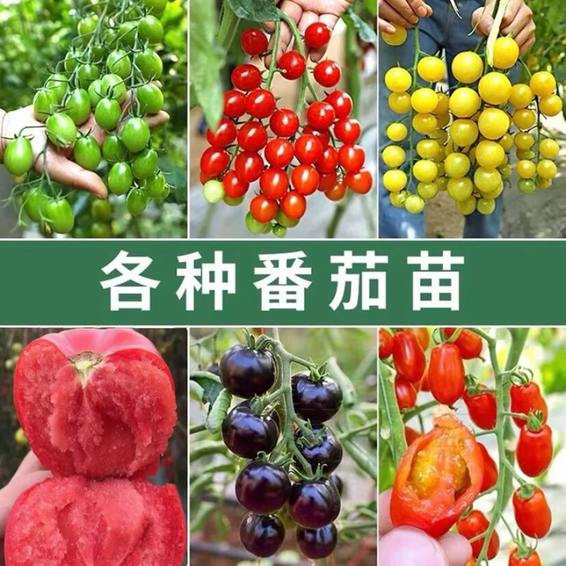 小番茄苗大西红柿苗辣椒苗瓜苗茄子苗圣女果苗四季盆栽阳台蔬菜苗