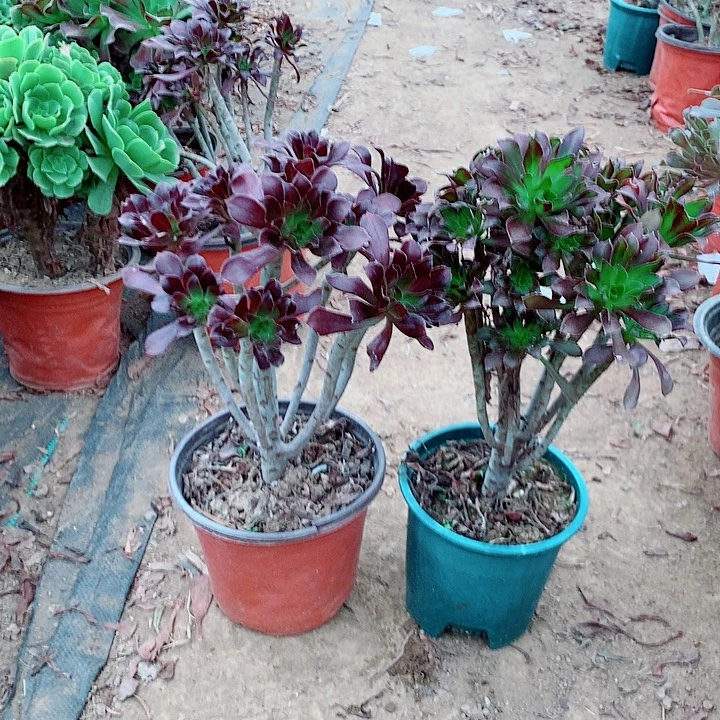 黑发三色红玫瑰多肉植物法师17