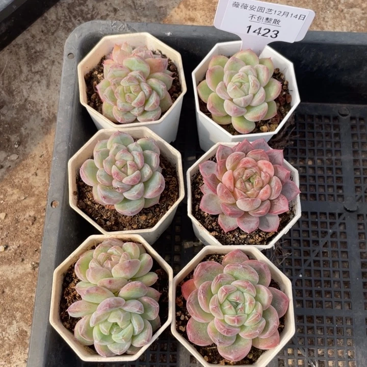 不包整散 盆子不售后1423