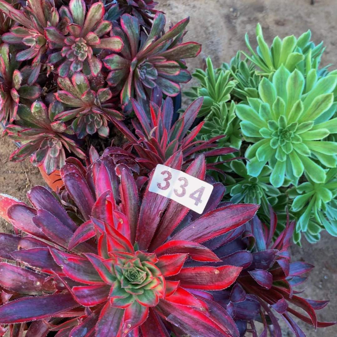 【闪购商品】334孔雀碧浪紫霞多肉