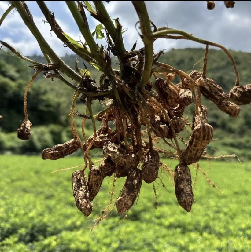 云南现挖新鲜带壳带泥老品种黑花生可生吃水煮农家自种