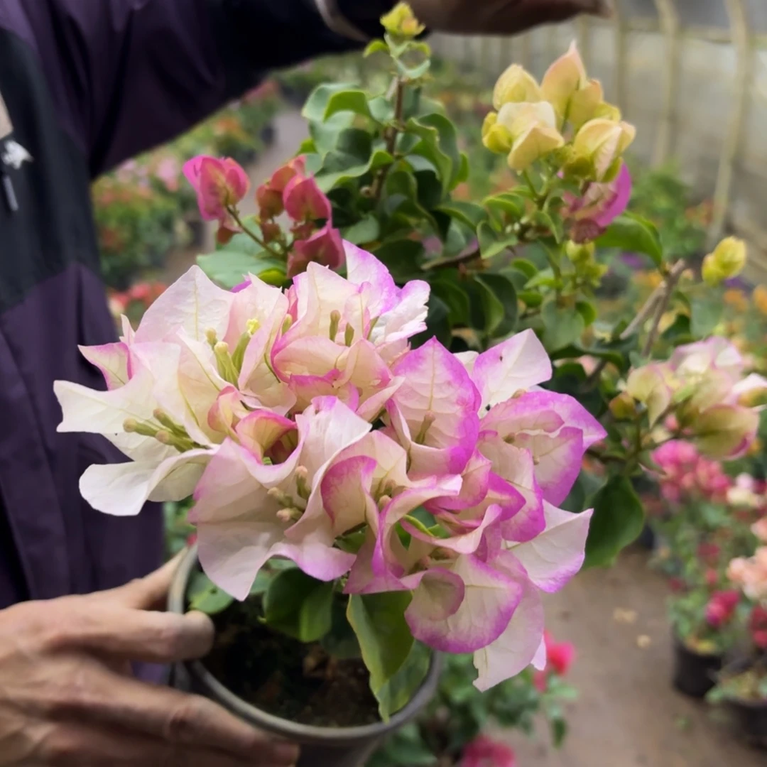 全部花苞（温莎芝士）三角梅会落花落叶会光杆苗有大有小