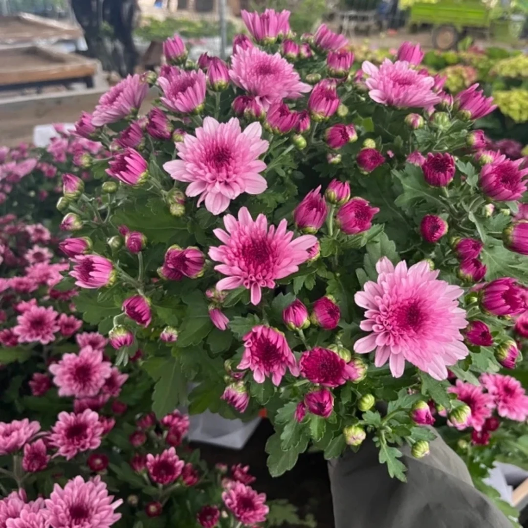 带花苞发货菊盆栽菊花苗耐寒易活适合室内外阳台种植