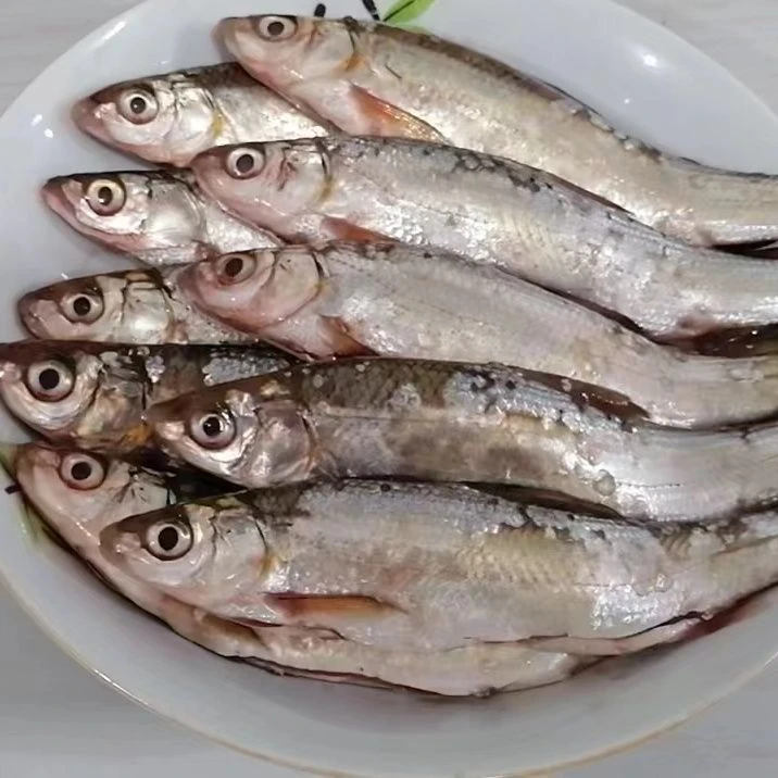 黑龙江野生江鱼白漂子鱼江白鱼白刁鱼