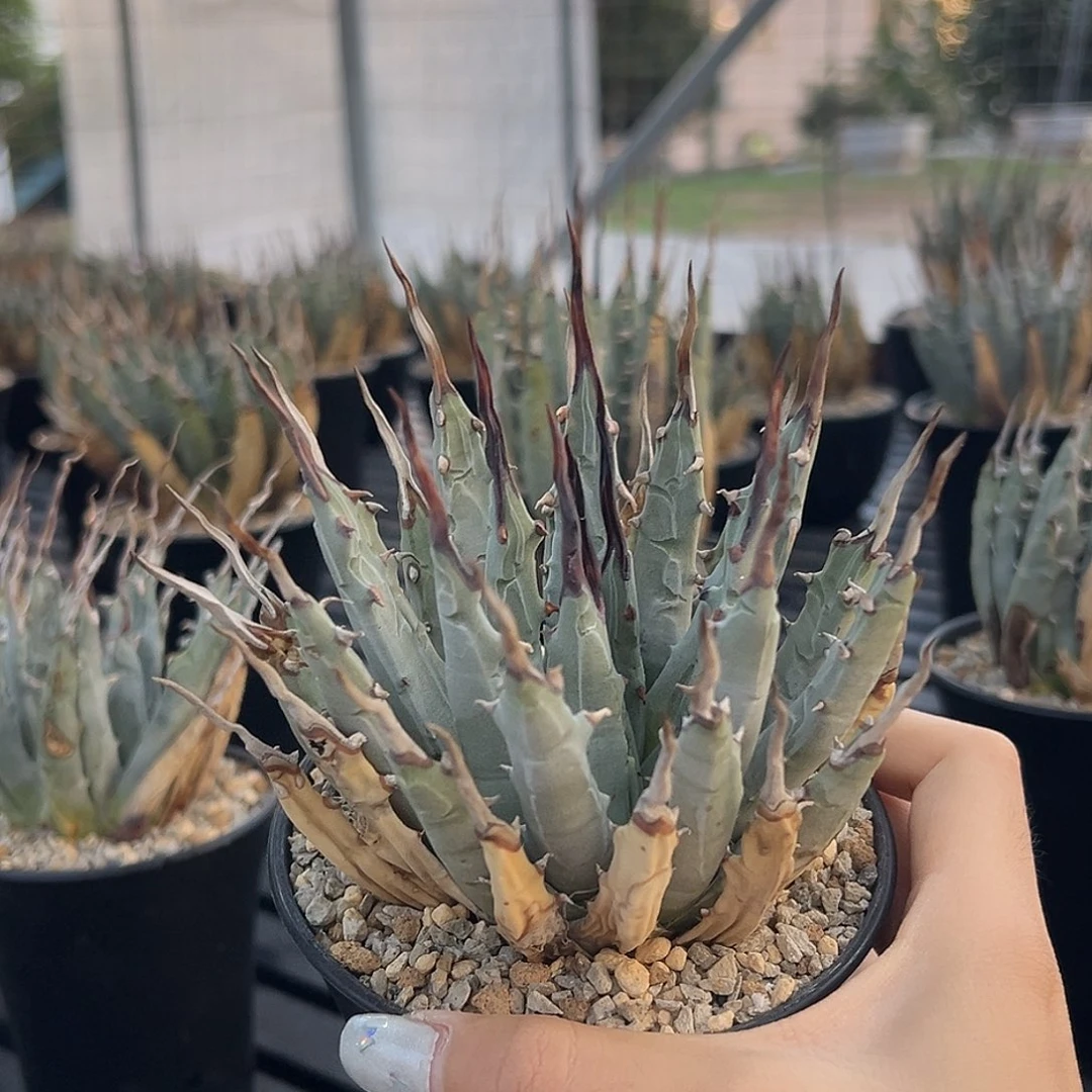 无花朵妖炎熟桩带盆 8折价 粗曲 黑刺