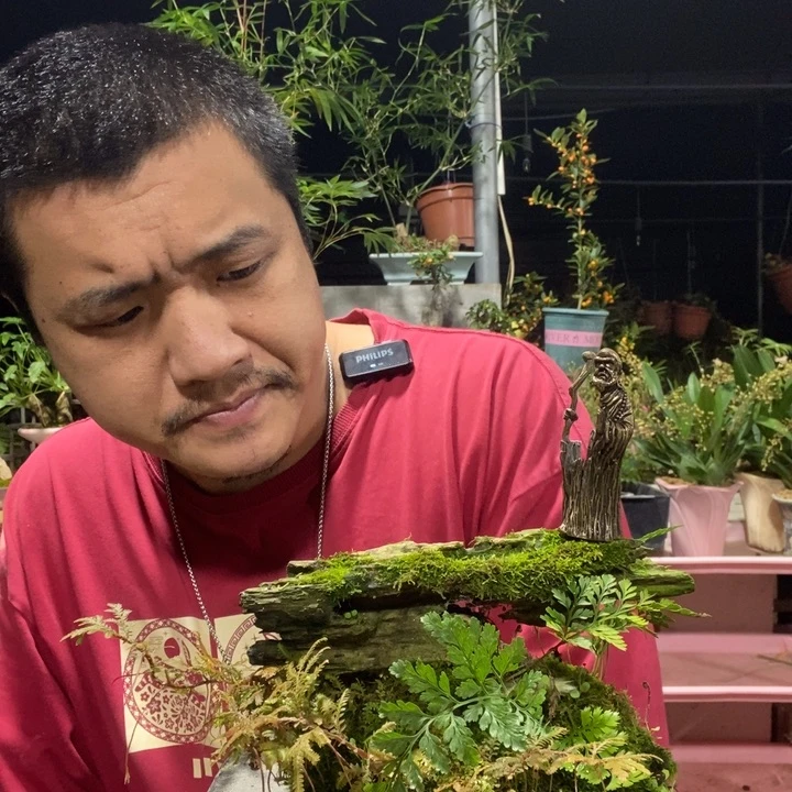 蛋***g以实际为准盆景盆栽绿植40