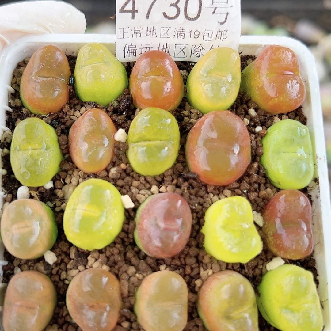 4730五年彩毛毛20个1-1.5cm脱土发