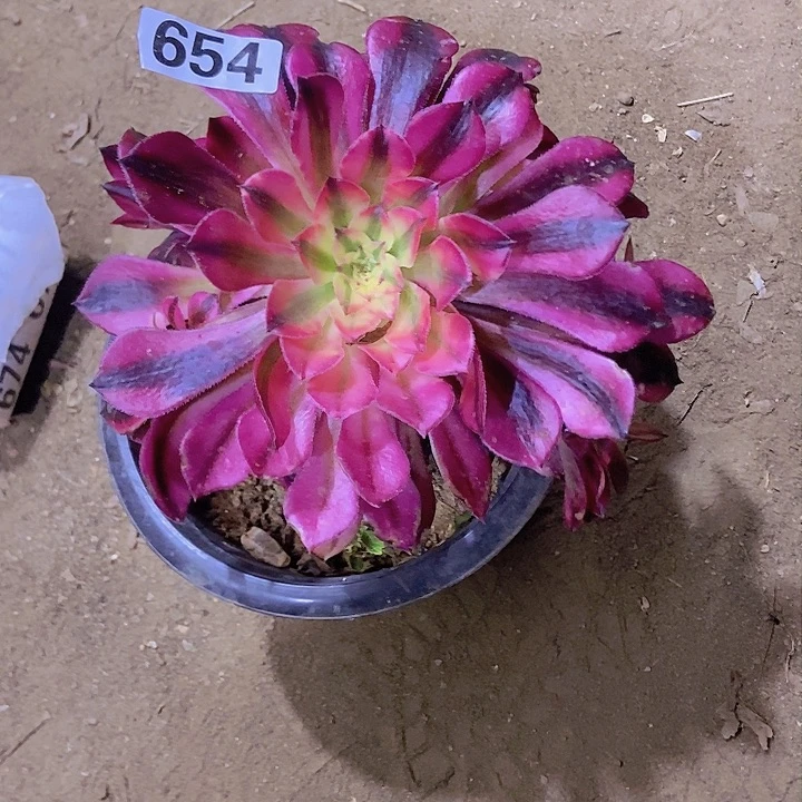 用****5 654铜壶超白锦老庄手捧