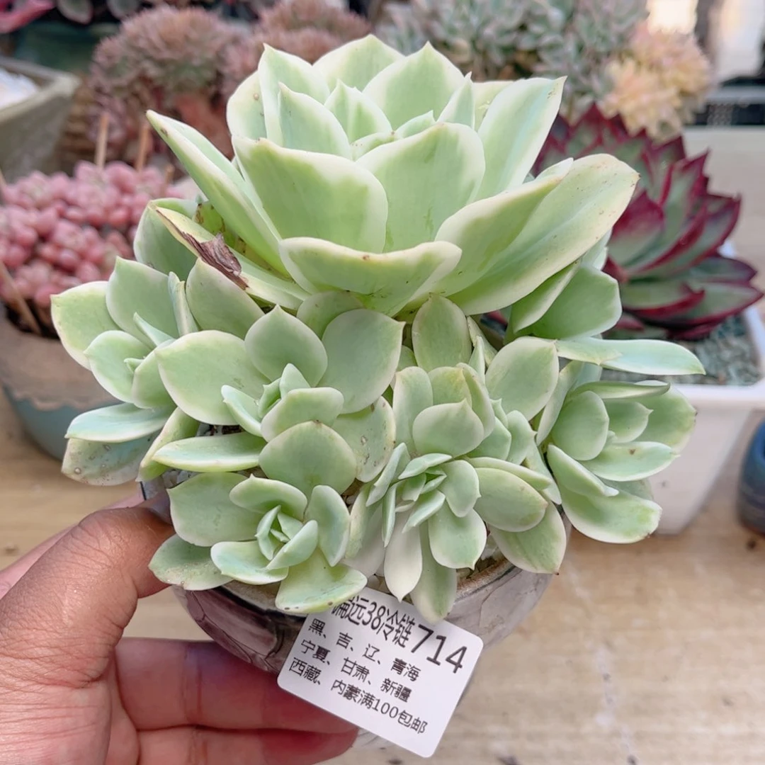 714柠檬玫瑰锦德华多肉