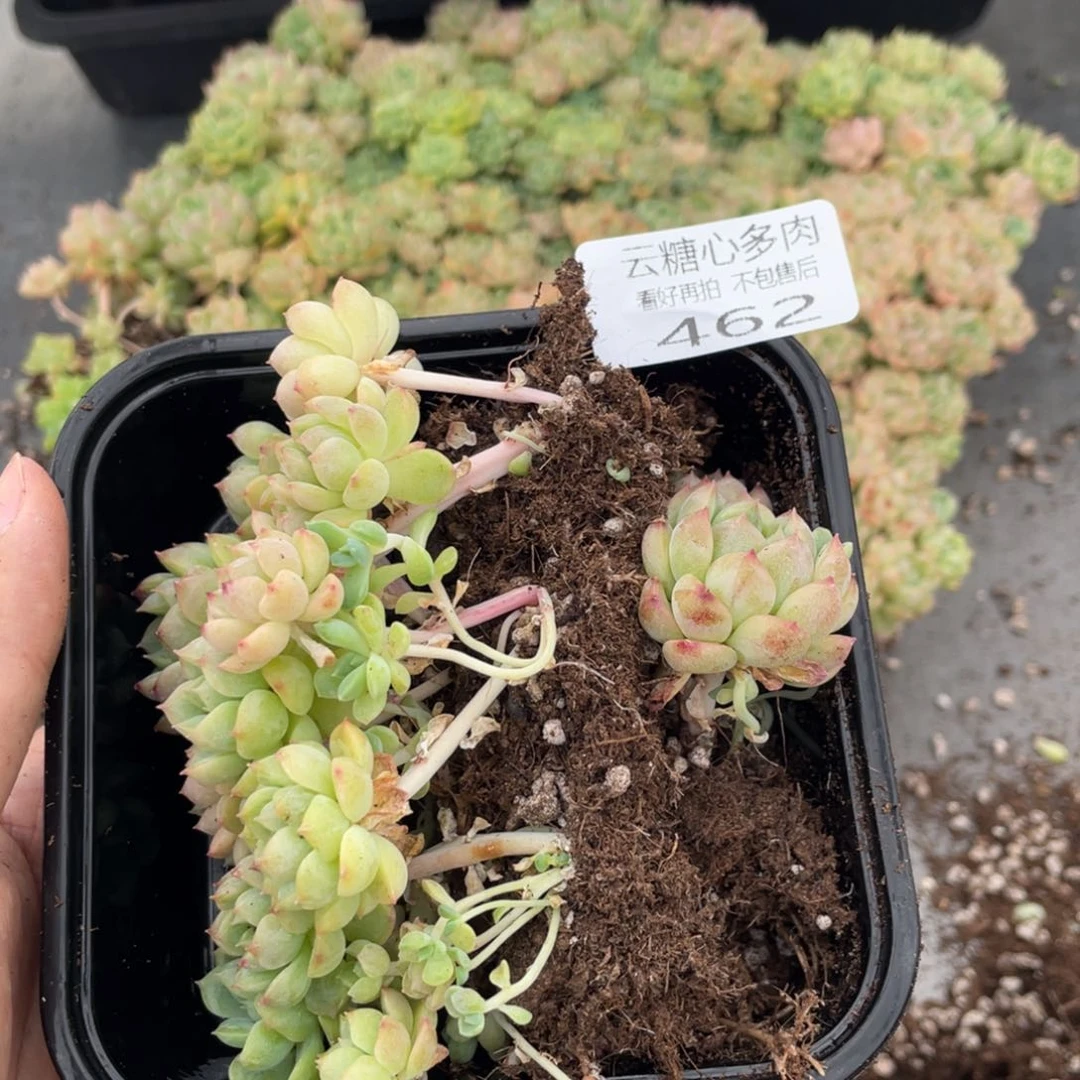 云糖心多肉植物462
